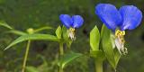 Dayflower - Commelina communis