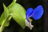 Dayflower - Commelina communis