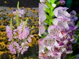 Obedient Plant - Physostegia virginiana