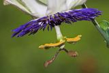 Passion Flower  - Passiflora incarnata