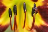 Beetle on Daylily