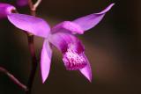 Bletilla striata Hardy Orchid