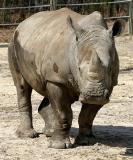 Square Lipped Rhinoceros