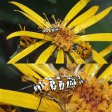 Ailanthus Webworm  moth on Ligularia