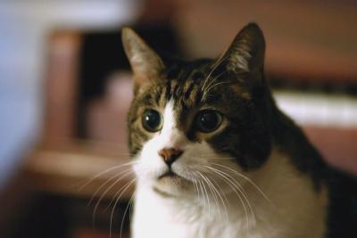 Animal_Pictures