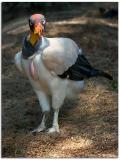 King Vulture 5