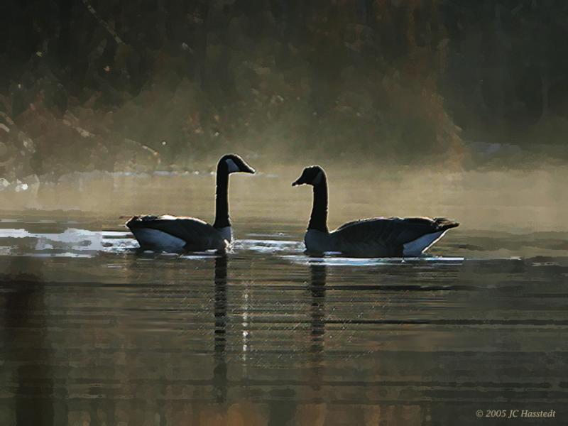 Geese Gaze Morning Mist