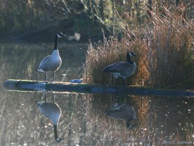 Goose Breath