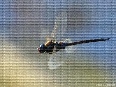 Dragonfly on Brick