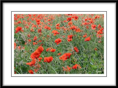 Poppy
