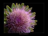 Cynara scolymnus