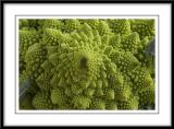 Romanesco coliflower