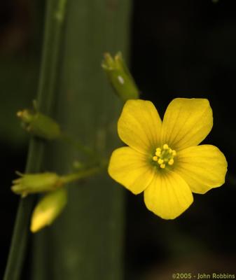 Wood Sorrel