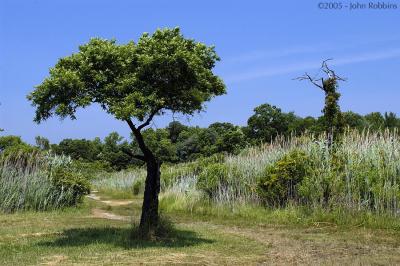 Dundee Creek Tree