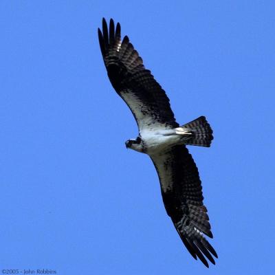 Osprey Flying