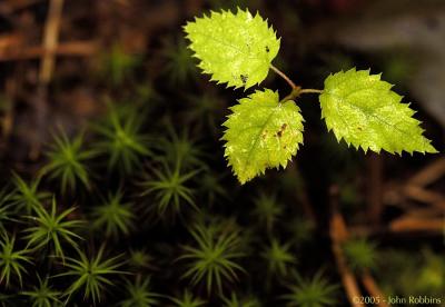v3/89/290989/3/46272966.MiniLeaves.jpg