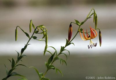 Turk's Cap Lily