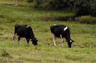 Cows