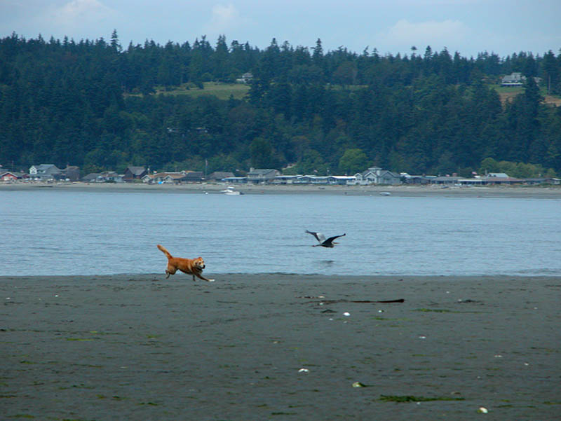 If Dogs Could Fly