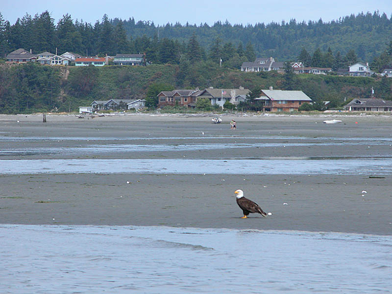 Independence Day Beach Walk