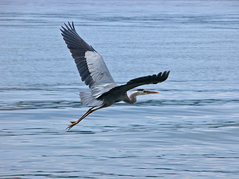 Great Blue Ballet on Independence Day
