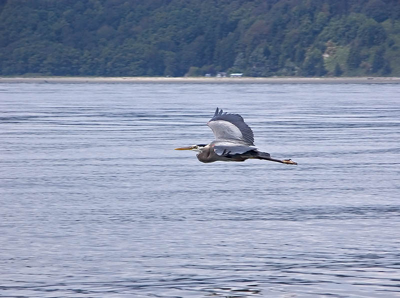 Great Blue Heron