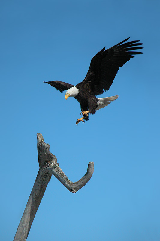 Easy Landing