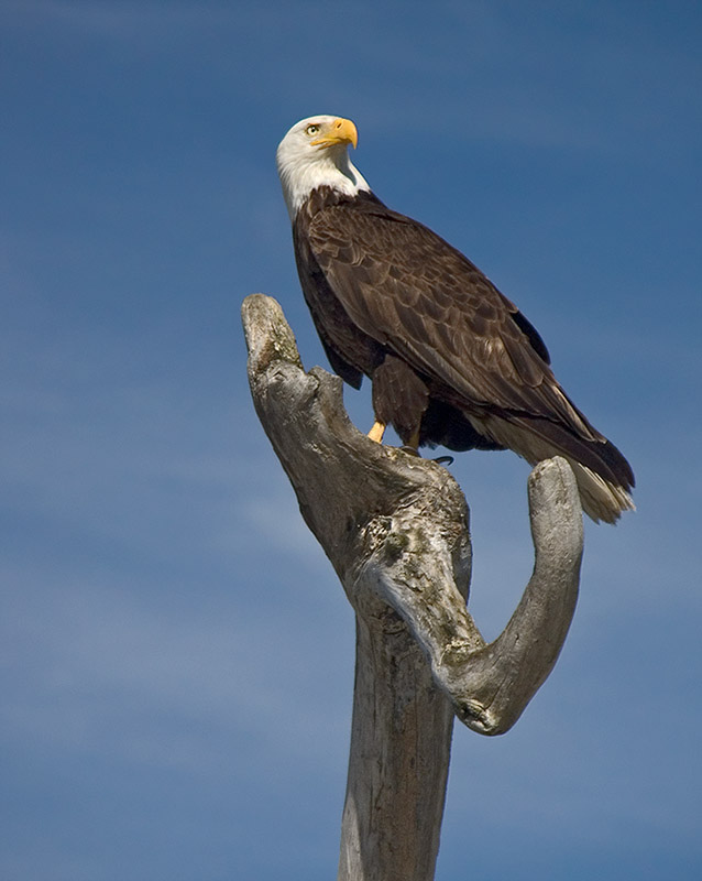 Regal Eagle