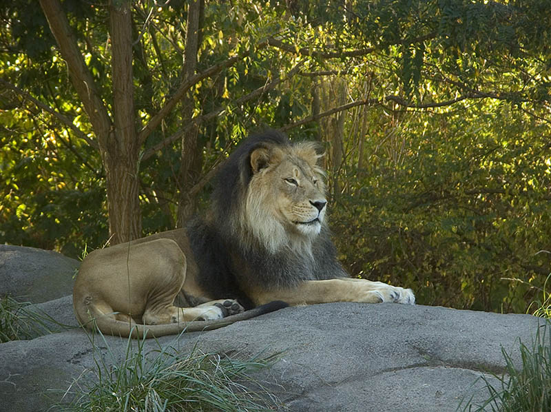 King of Beasts