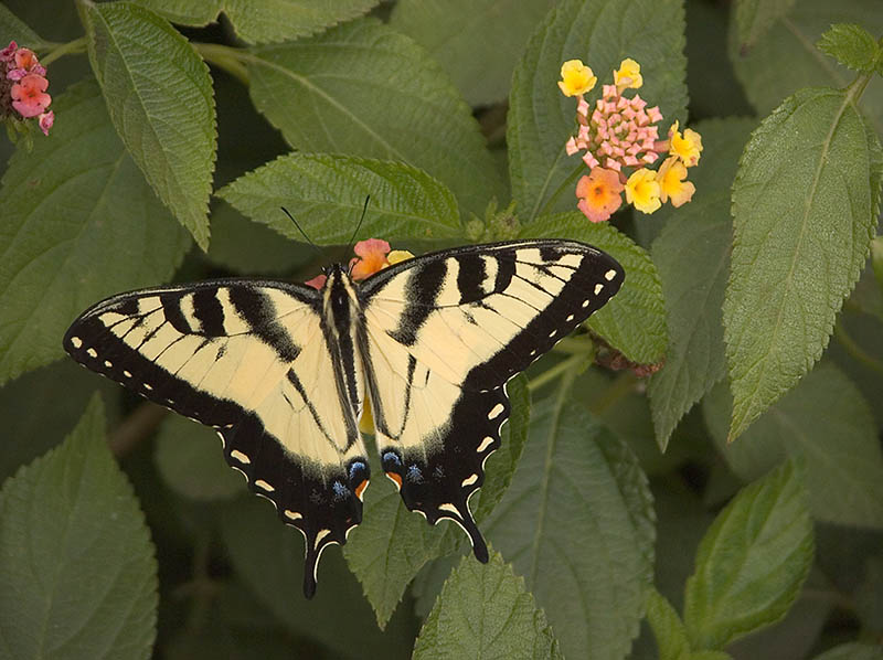 Tiger Swallowtail