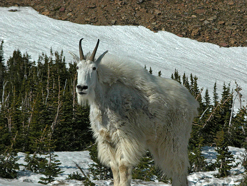 Mt. Goat at Logan Pass