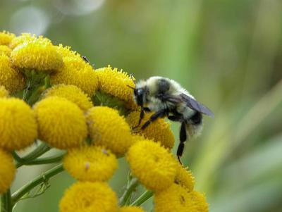 Bee 2