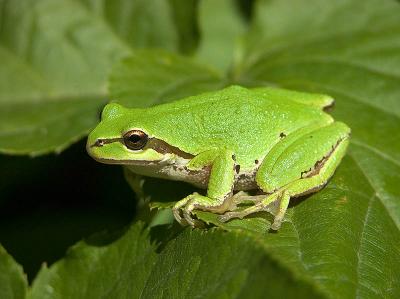 Kermit