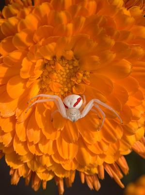 Crab Spider