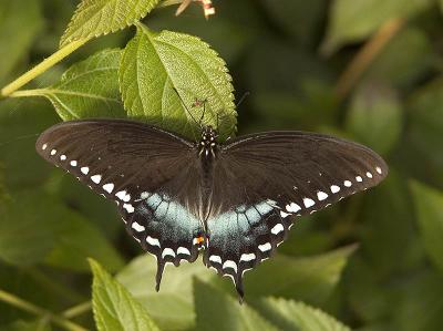 Black Swallowtail
