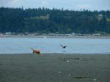 If Dogs Could Fly