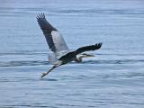 Great Blue Ballet on Independence Day