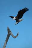 Easy Landing