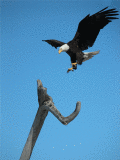 The Eagle Has Landed - Animation
