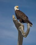 Regal Eagle