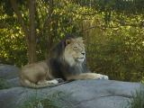 King of Beasts