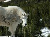 Mt. Goat at Logan Pass