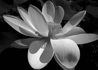 0294 Water Lily in BW