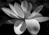 0294 Water Lily in BW