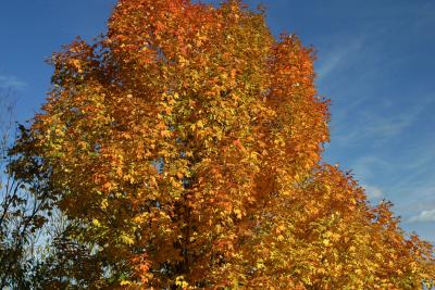 Tree.jpg