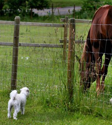 Dusty meets first horse