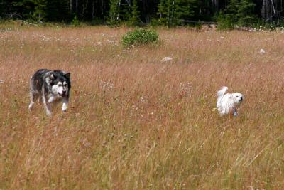 Dusty and friend Taiga running through Meadow