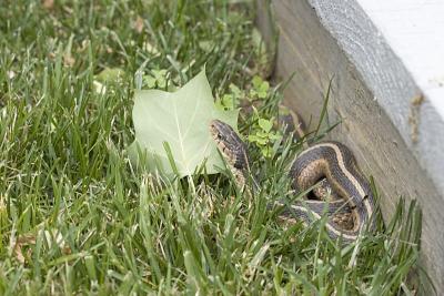 IMG_1911p.jpg