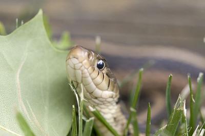 IMG_1922p.jpg