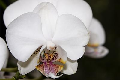 IMG_1716p.jpg